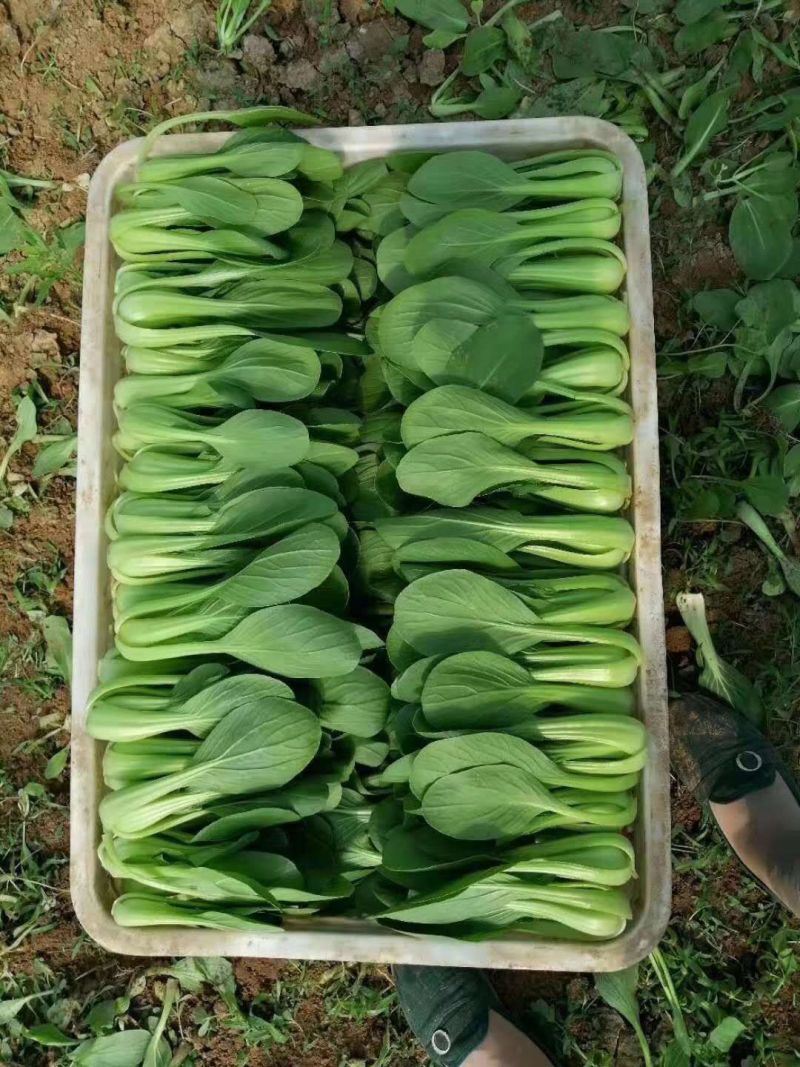 上海青小油菜《湖南长沙》现货供应常年有货随到随装