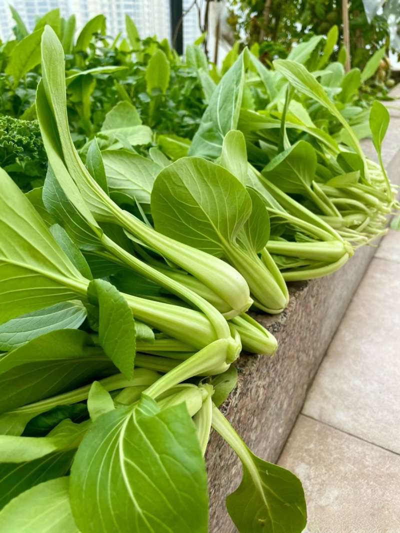 上海青小油菜《湖南长沙》现货供应常年有货随到随装