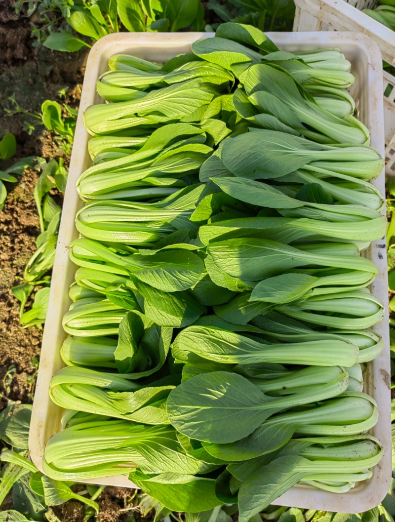 上海青小油菜《湖南长沙》现货供应常年有货随到随装