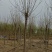 白蜡速生白蜡6-8公分平头白蜡老式白蜡白蜡基地各100万
