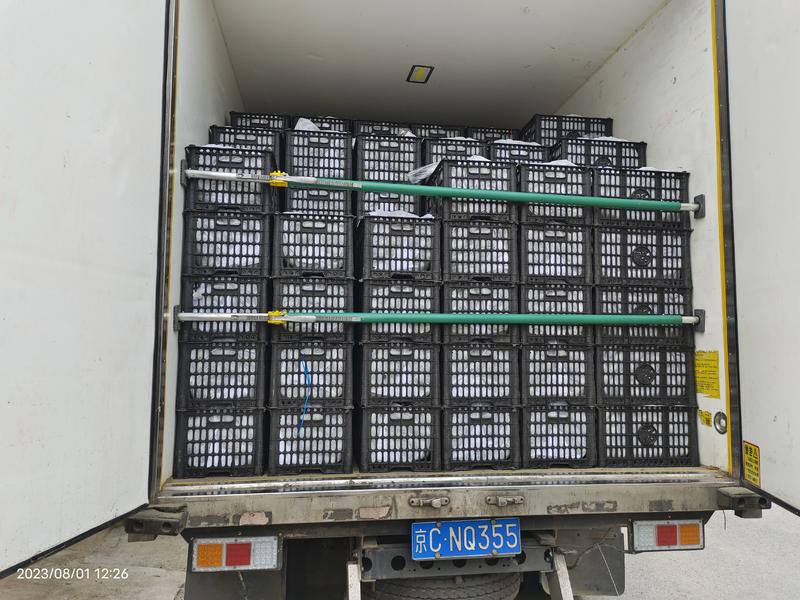 紫琥珀李子黑总统李子大量上市货源充足，日供10万斤