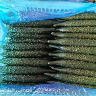 博远合作社大棚黄瓜喜获丰收，已大量上市