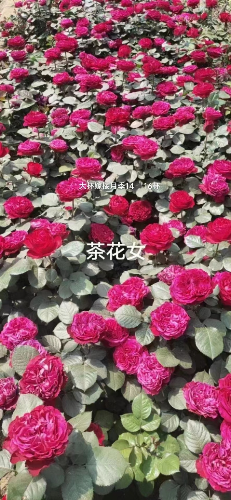 玫瑰花四季玫瑰花茶花月季花欧月月季蜜汁阳台各种花卉15万