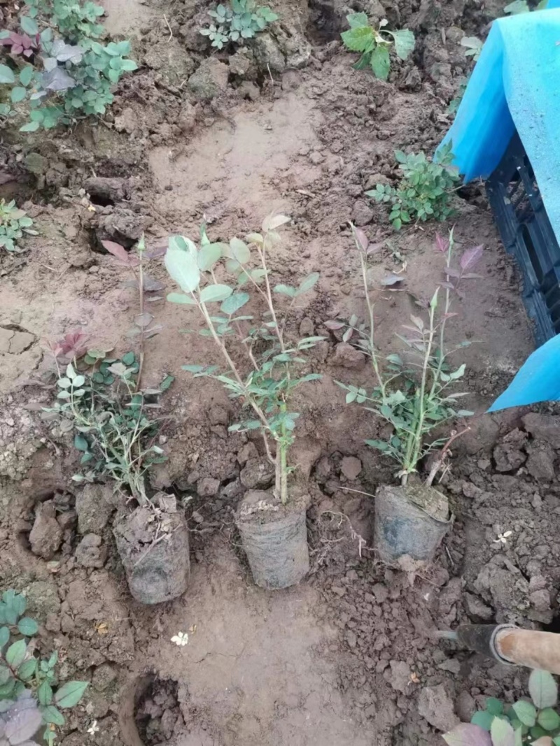 玫瑰花四季玫瑰花茶花月季花欧月月季蜜汁阳台各种花卉15万