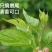 桑叶芽