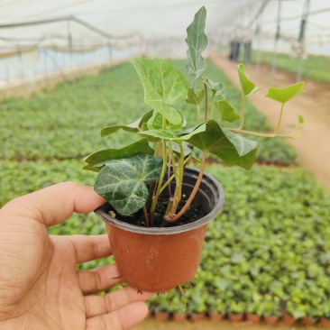 常青藤杯苗，长春藤花苗，基地现货批发