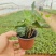 常青藤杯苗，长春藤花苗，基地现货批发