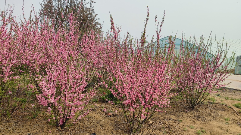 丛生美人梅，丛生榆叶梅，基地各种花灌木批发