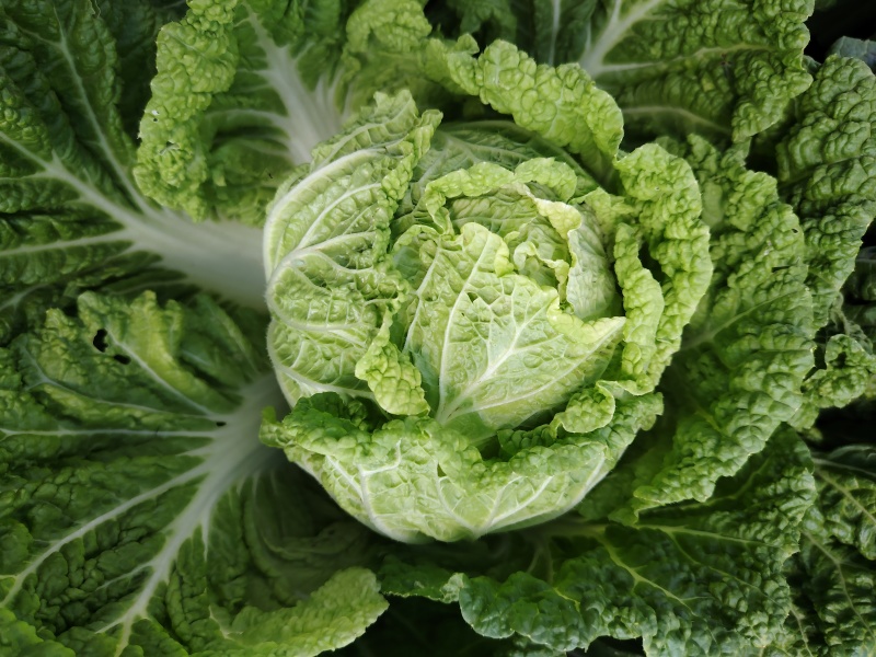 云南露天冬季反季节大白菜（得天独厚的四季如春品种）