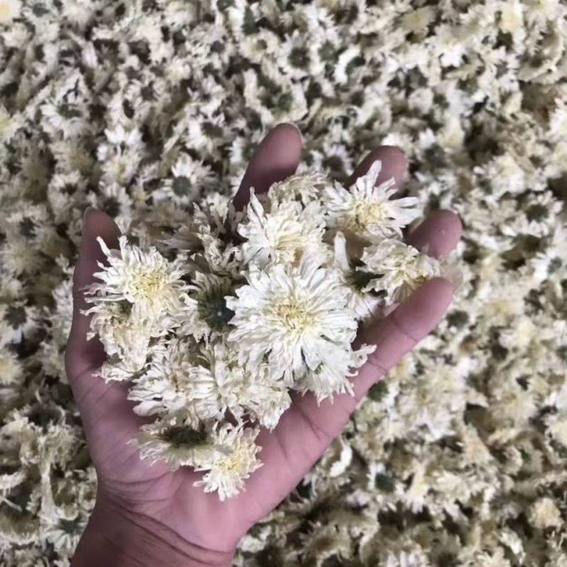 七月菊黄山贡菊白菊花茶产地货源全店包邮
