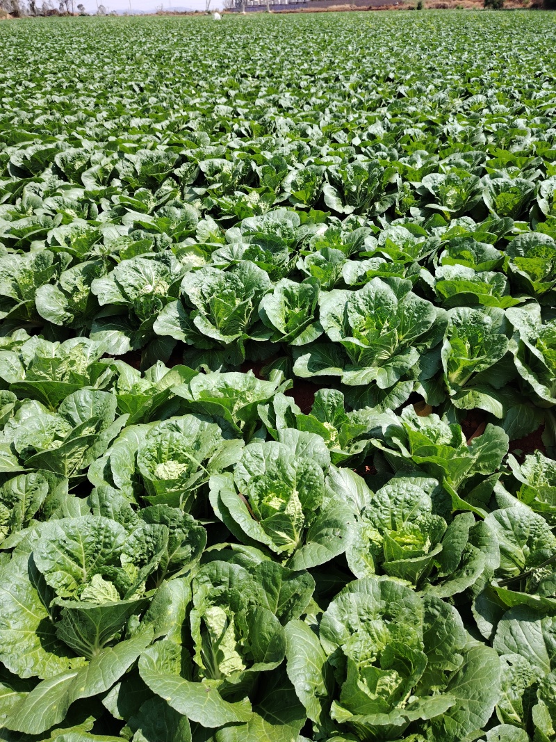 云南露天冬季反季节大白菜（得天独厚的四季如春品种）
