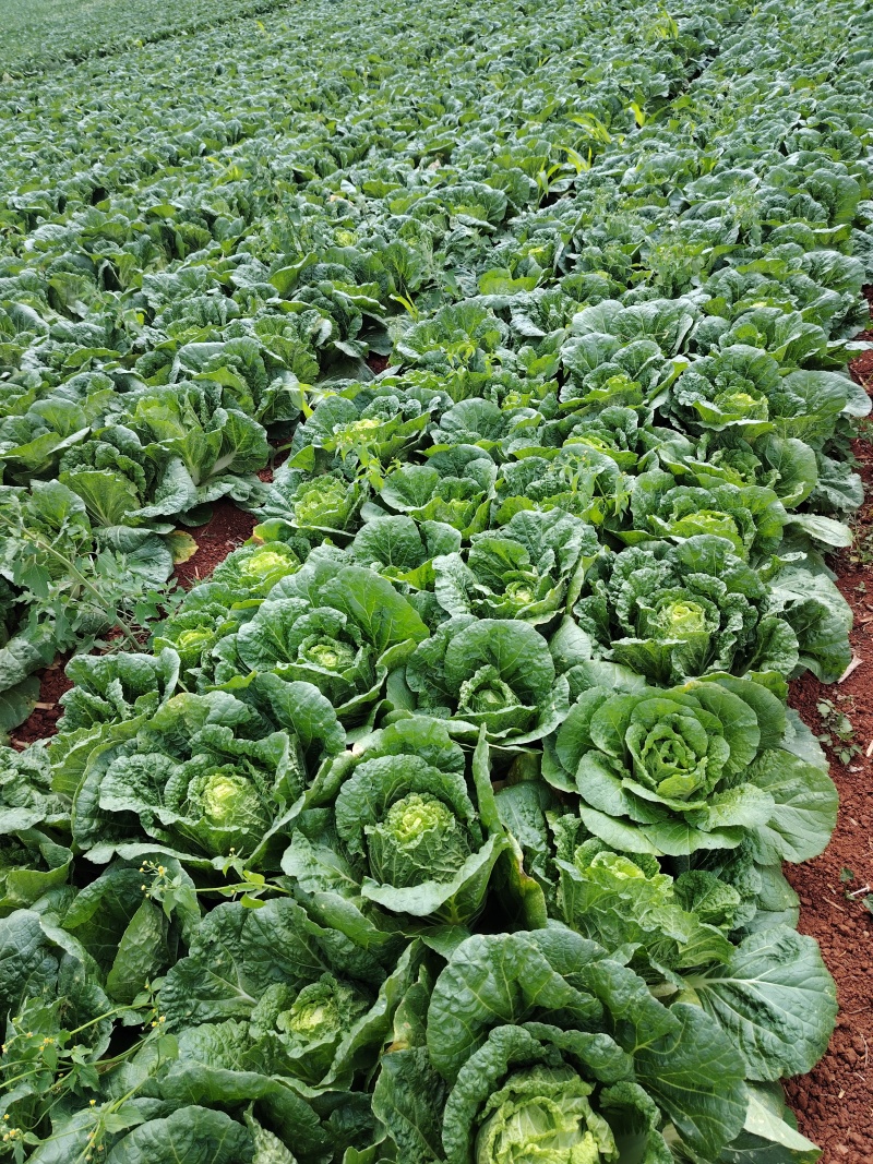 云南露天冬季反季节大白菜（得天独厚的四季如春品种）
