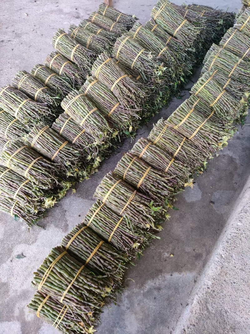 铁皮石斛，基地直发主营各地土特产一手货源质量保证大量供应