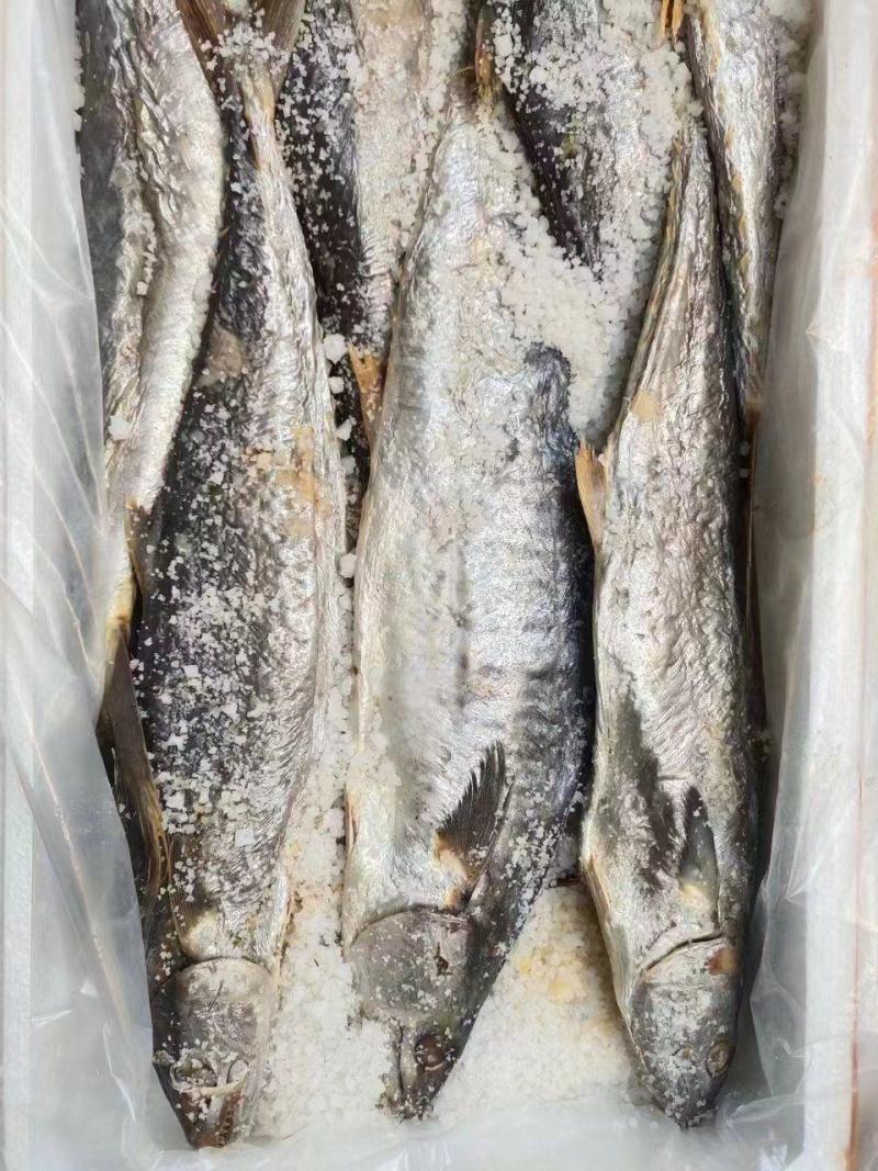 广东霉香马胶咸鱼