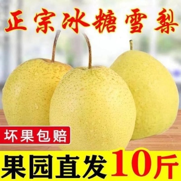 包邮【冰糖雪梨】当季梨子新鲜10斤整箱雪梨应季水果