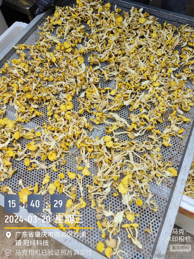 鸡油菌新鲜烘焙出炉，嘎嘎滴香脆！