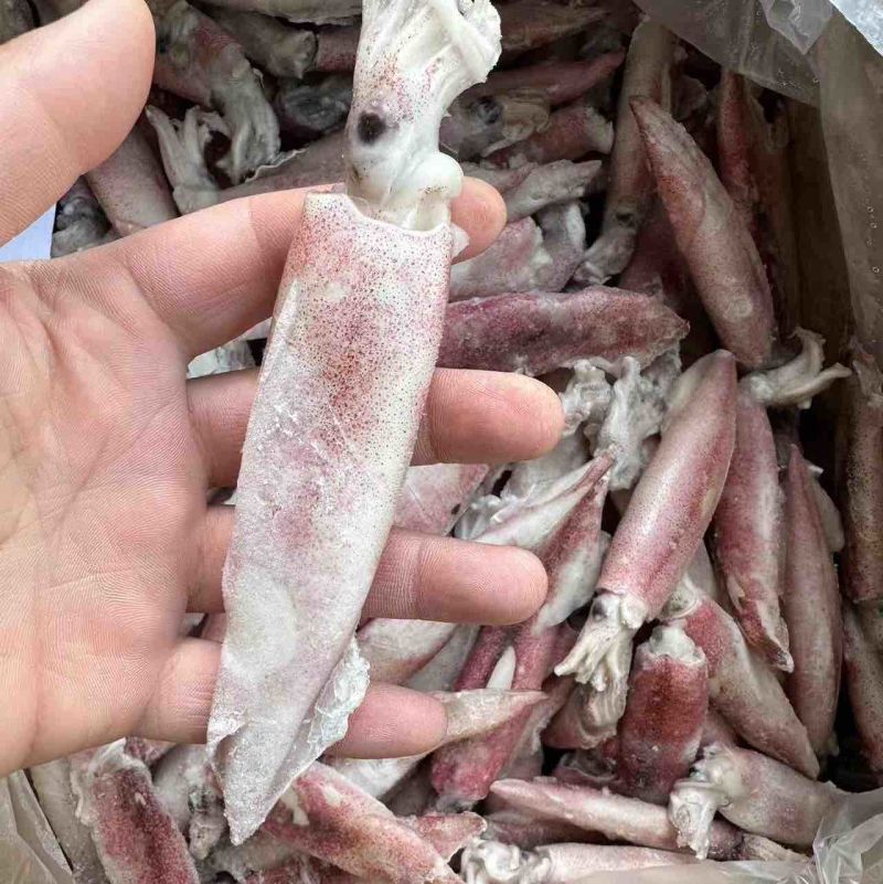 小鱿鱼尖鱿笔管鱿鱼海兔小笔管鱼海鲜水产批发马来尖鱿鱼活冻