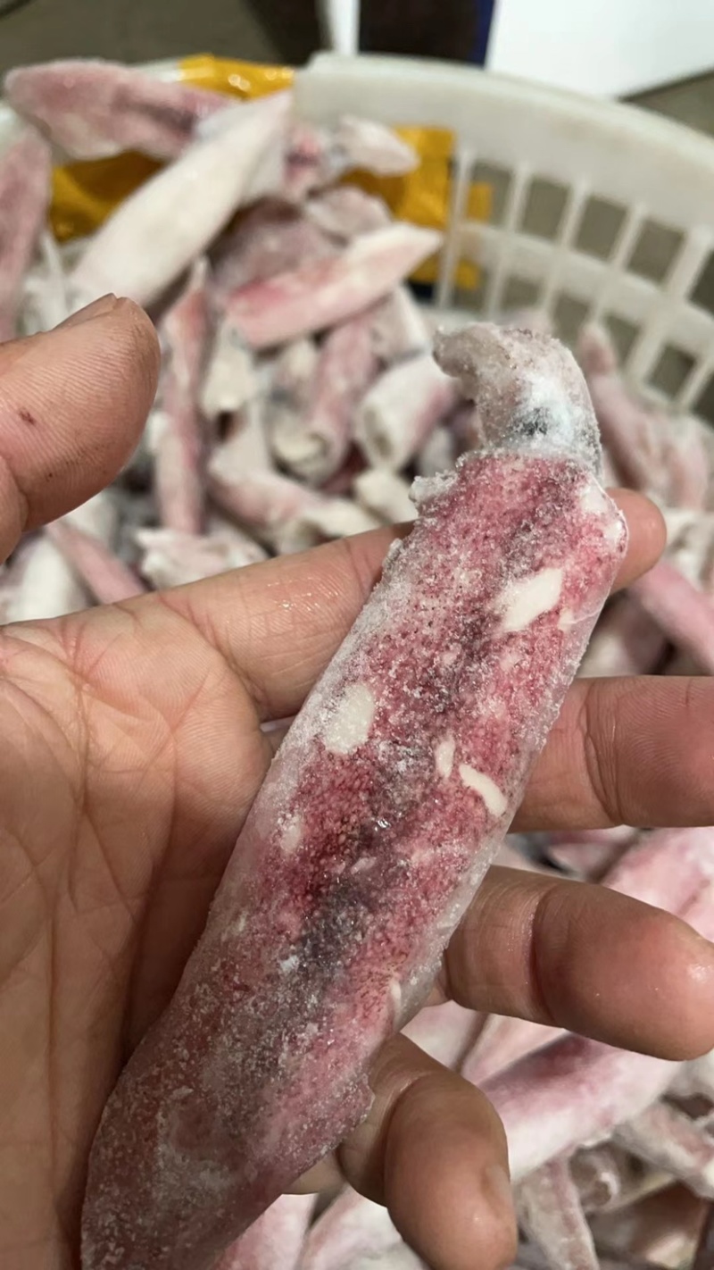 小鱿鱼尖鱿笔管鱿鱼海兔小笔管鱼海鲜水产批发马来尖鱿鱼活冻