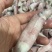 小鱿鱼尖鱿笔管鱿鱼海兔小笔管鱼海鲜水产批发马来尖鱿鱼活冻