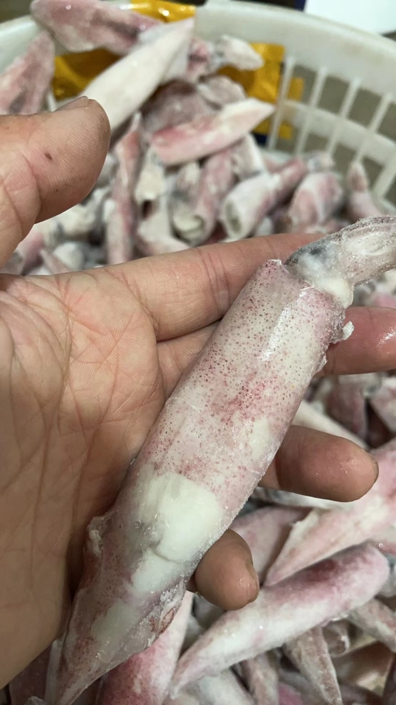 小鱿鱼尖鱿笔管鱿鱼海兔小笔管鱼海鲜水产批发马来尖鱿鱼活冻