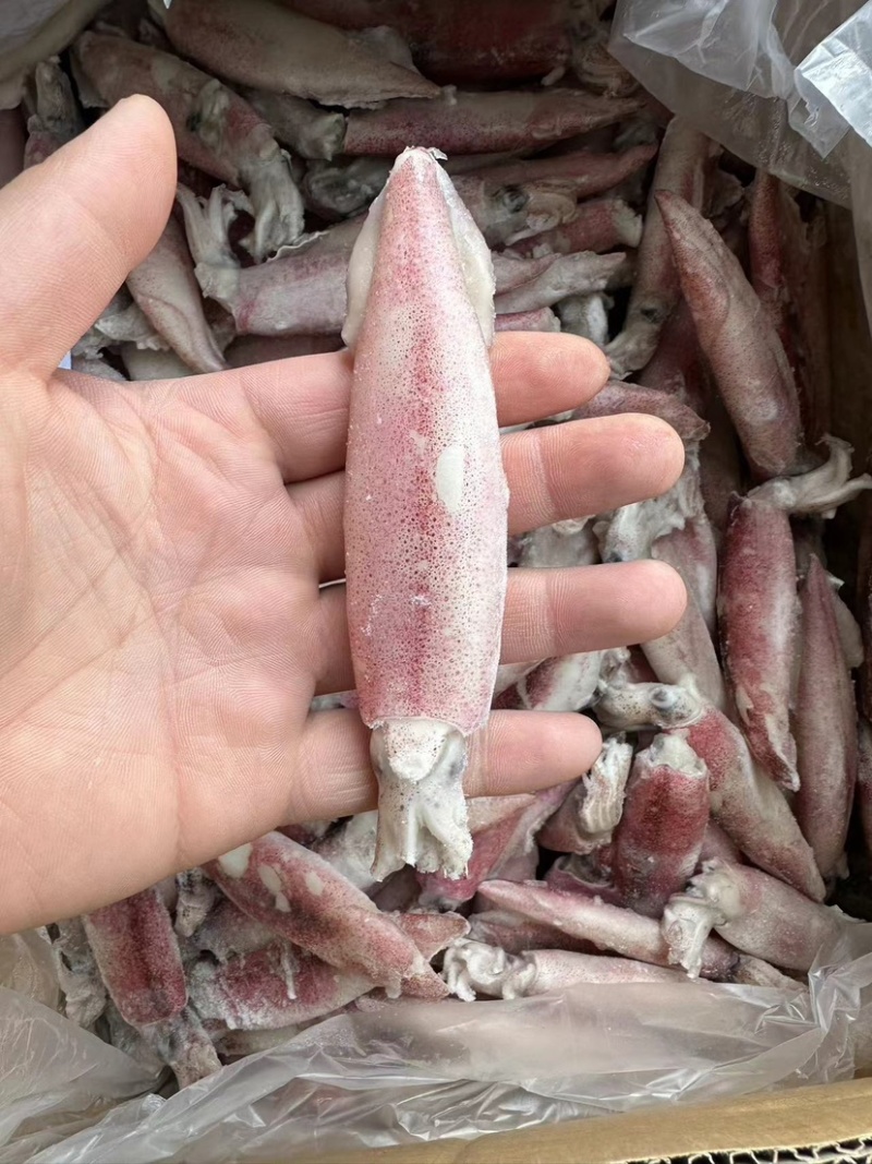 小鱿鱼尖鱿笔管鱿鱼海兔小笔管鱼海鲜水产批发马来尖鱿鱼活冻