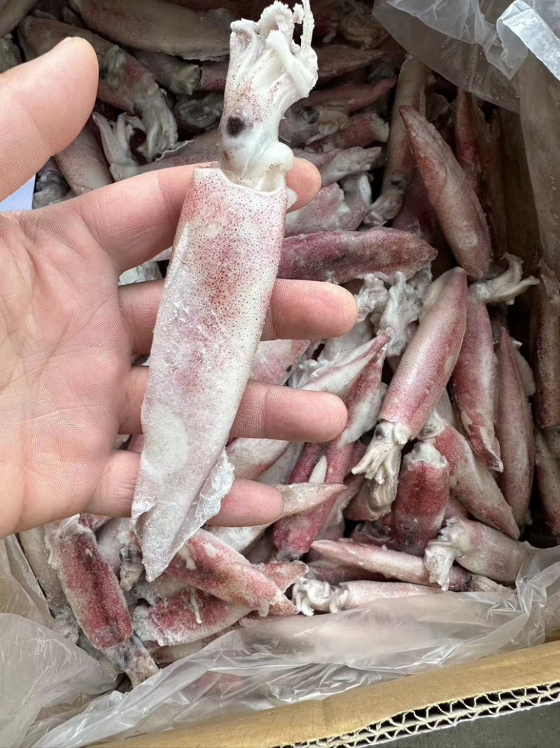 小鱿鱼尖鱿笔管鱿鱼海兔小笔管鱼海鲜水产批发马来尖鱿鱼活冻