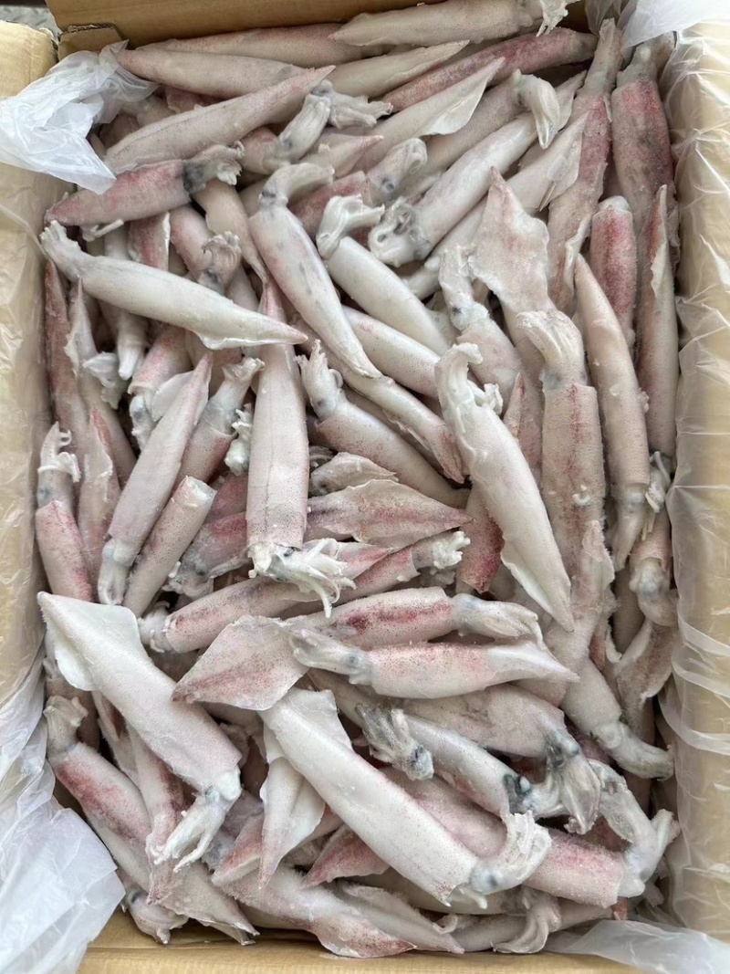 小鱿鱼尖鱿笔管鱿鱼海兔小笔管鱼海鲜水产批发马来尖鱿鱼活冻