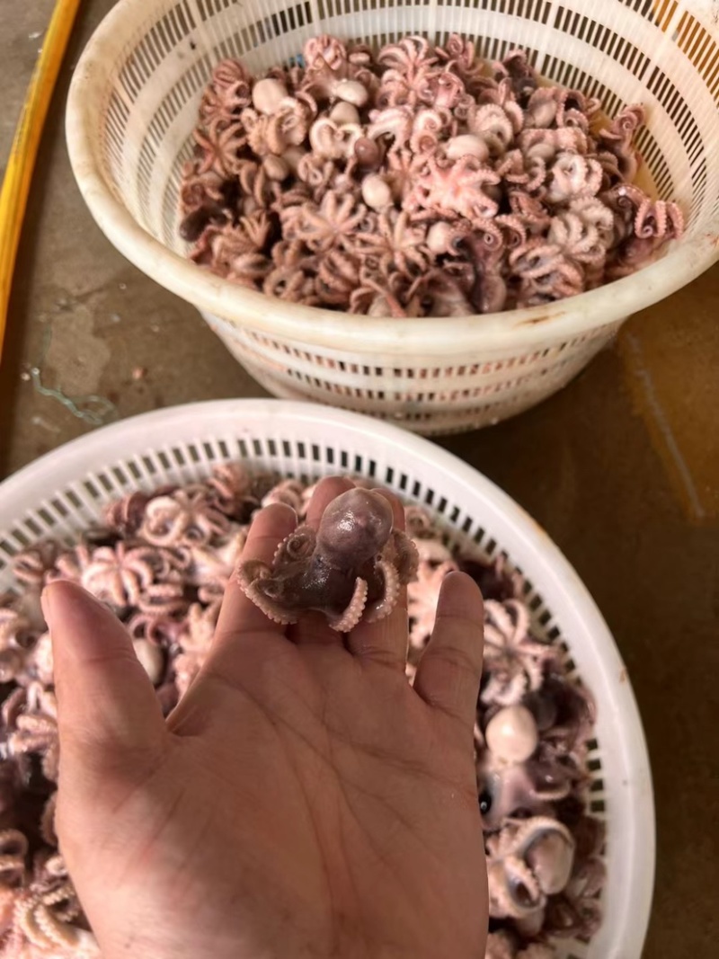 单冻小八爪鱼迷你八爪鱼小章鱼一口章鱿鱼捞汁小海鲜三去