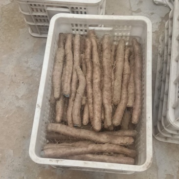 白玉山药头子小货角子货小山药下角料现货供应需要的联系