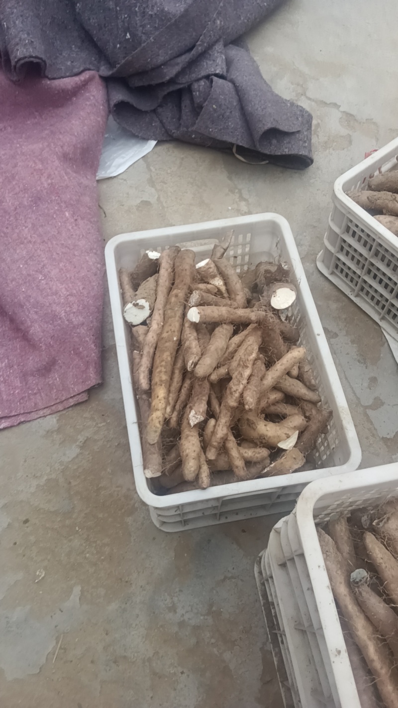 白玉山药头子小货角子货小山药下角料现货供应需要的联系