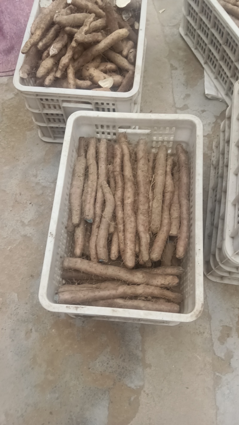 白玉山药头子小货角子货小山药下角料现货供应需要的联系