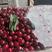 万亩精品露天大樱桃。品种齐全！