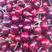 万亩精品露天大樱桃。品种齐全！