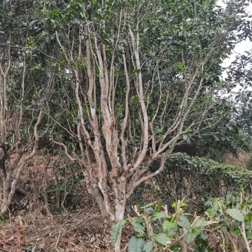 普洱无量山生态老树茶