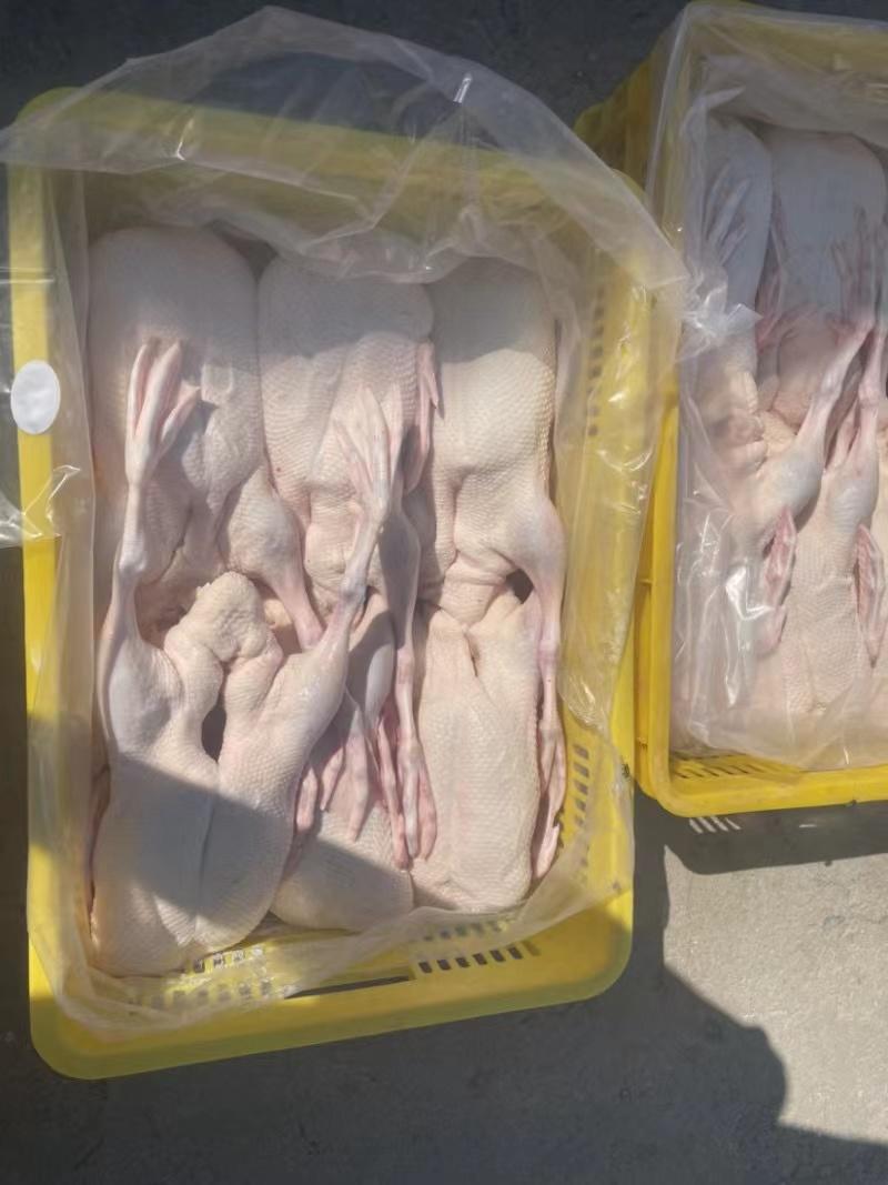 白条全鸭传统烤鸭卤鸭冻品规格齐全全国发货物流冷链配送