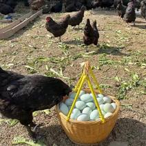 绿壳鸡蛋大量供应，新鲜发货，养殖场直发，量大从优价格咨询