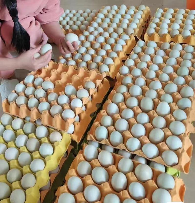 绿壳鸡蛋大量供应，新鲜发货，养殖场直发，量大从优价格咨询