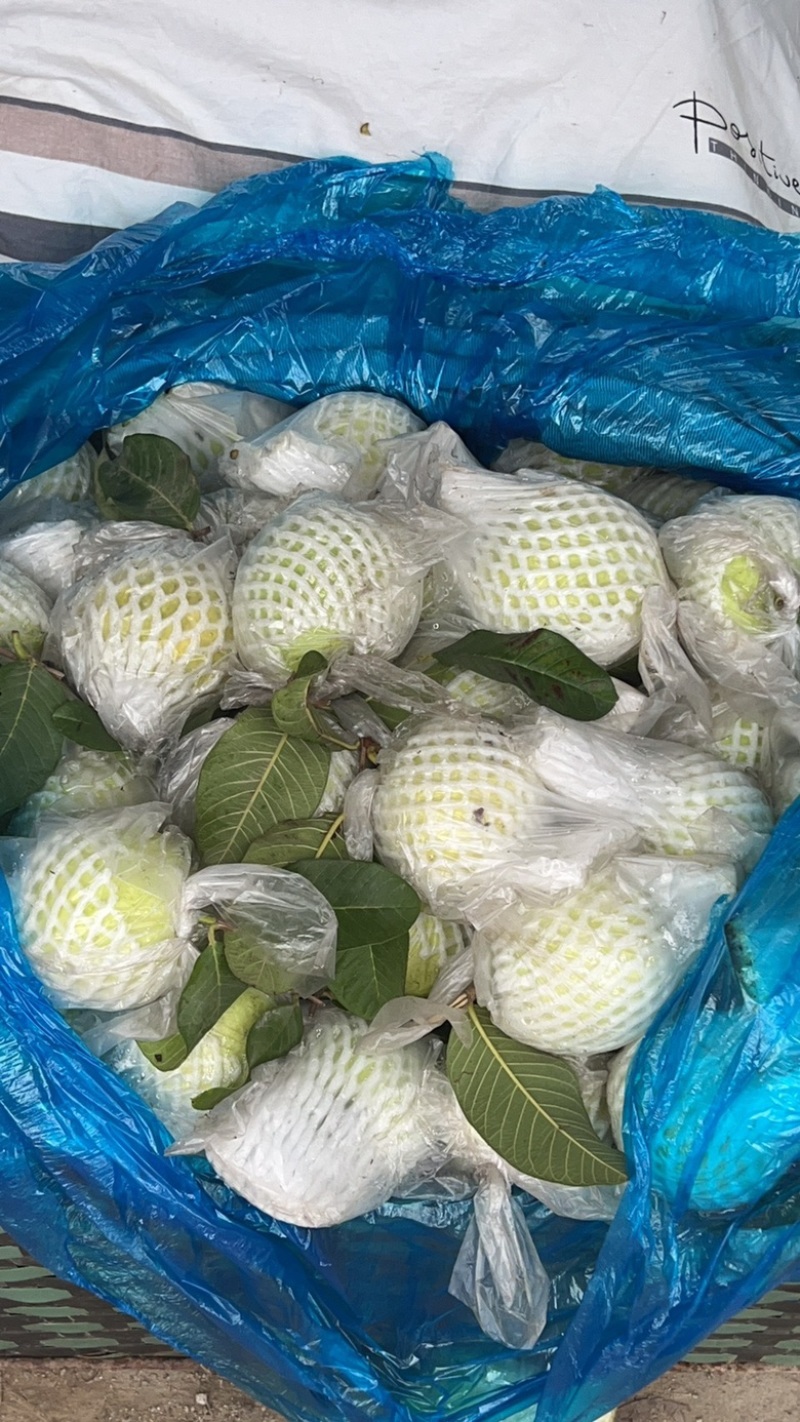 白心番石榴