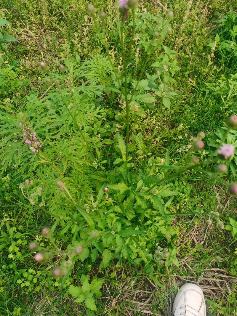 广西益母草