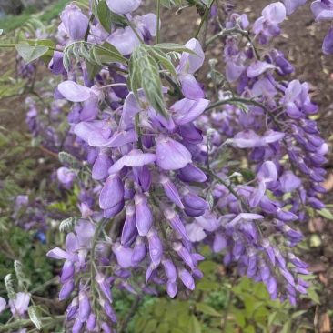 南阳葛花，鲜葛花，南阳鲜葛花