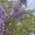 南阳葛花，鲜葛花，南阳鲜葛花
