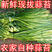 白帽蒜苔江苏种植基地新鲜直发，质量保证量大价优欢迎致电