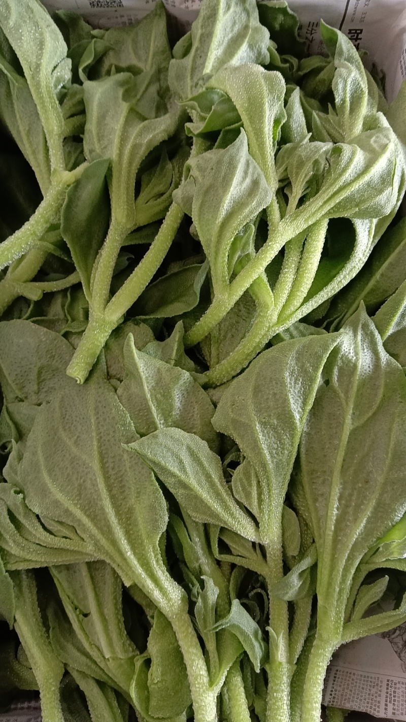 优质冰草