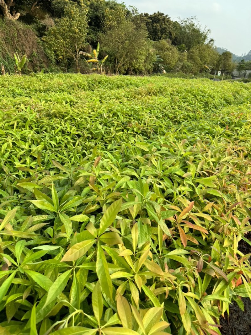 精品荷木营养杯苗产地直供品质保证基地直销