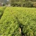 精品荷木营养杯苗产地直供品质保证基地直销