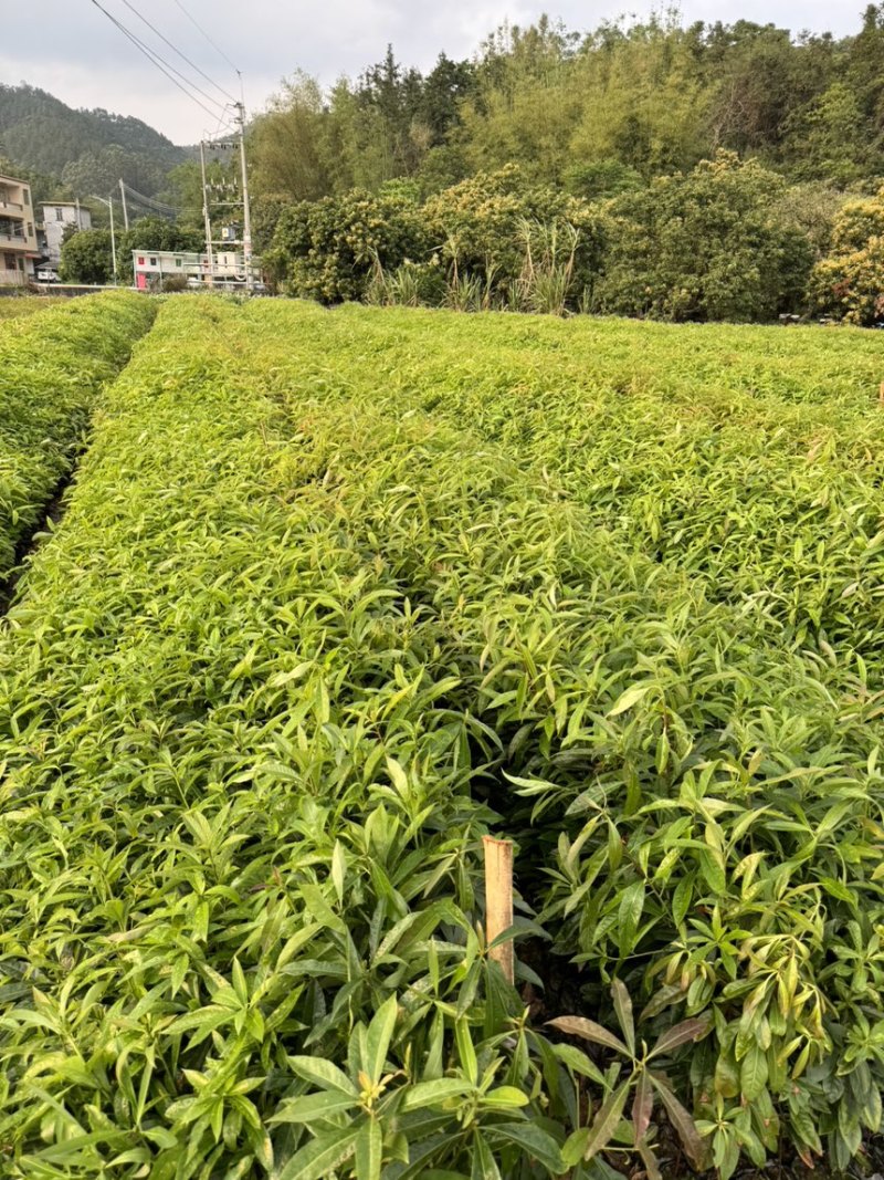 精品荷木营养杯苗产地直供品质保证基地直销