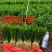 大量供应优质枳壳芽苗（枸桔苗）根系发达，货真价实