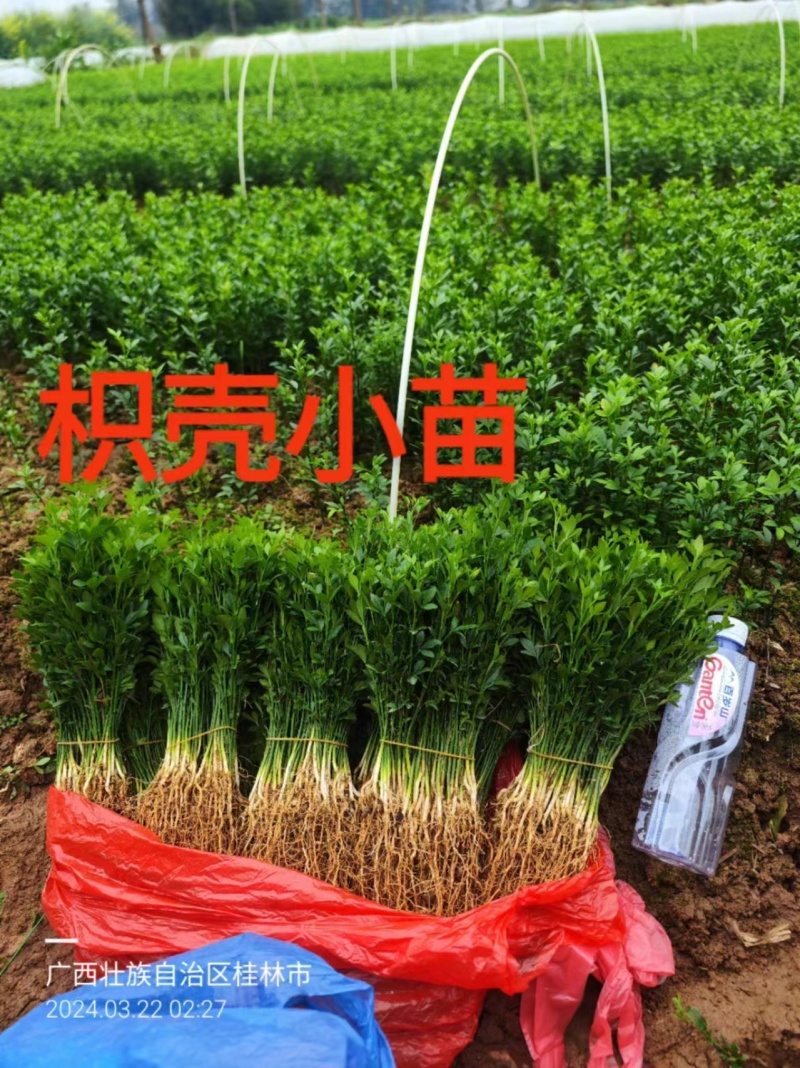 大量供应优质枳壳芽苗（枸桔苗）根系发达，货真价实