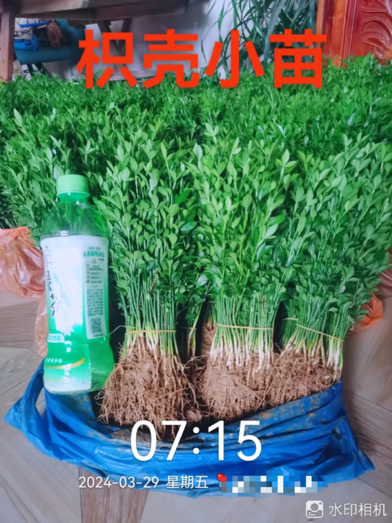 大量供应优质枳壳芽苗（枸桔苗）根系发达，货真价实