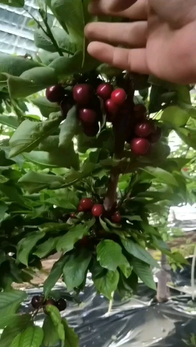 陕西大棚车厘子价格，陕西樱桃批发，樱桃直供